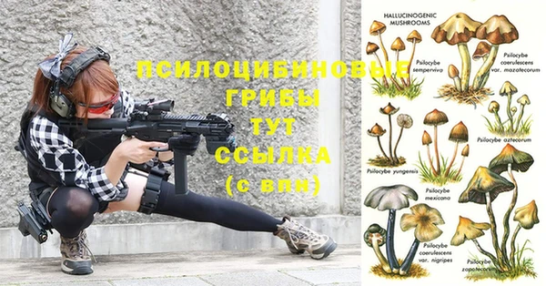 прущие грибы Няндома